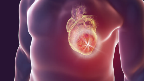 Reparant cors: així s’utilitza la teràpia amb cèl·lules CAR-T contra l’infart agut de miocardi