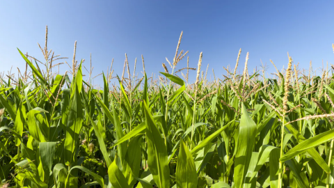 Com optimitzar l'ús de fertilitzants per a reduir el seu impacte ambiental